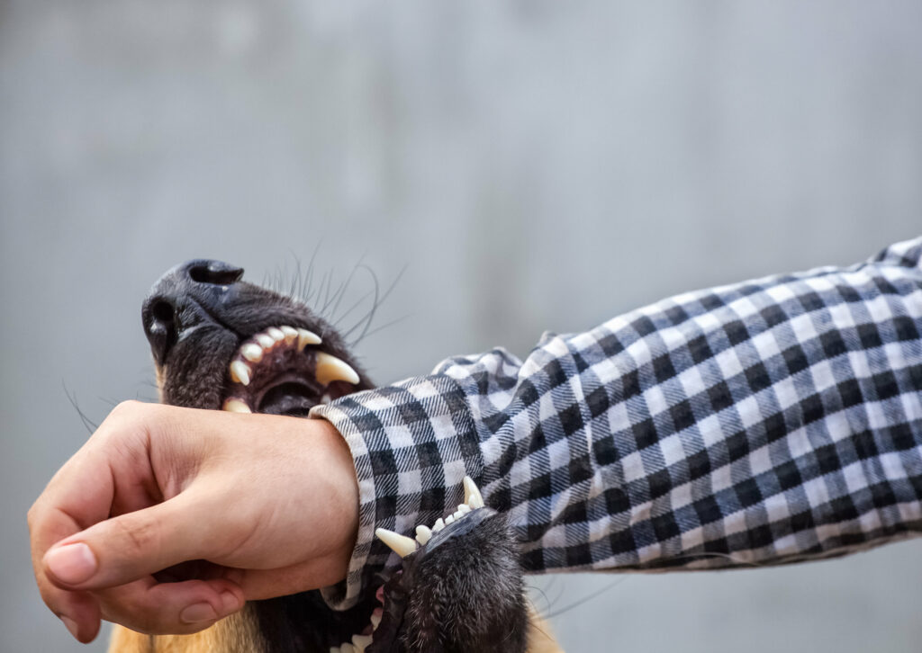 Dog Aggression