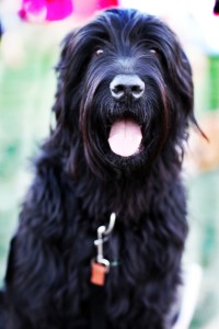 Black Russian Terrier 2