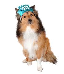 New Years sheltie