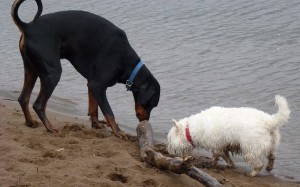 terrier sniff 2