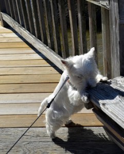 terrier sniff 3