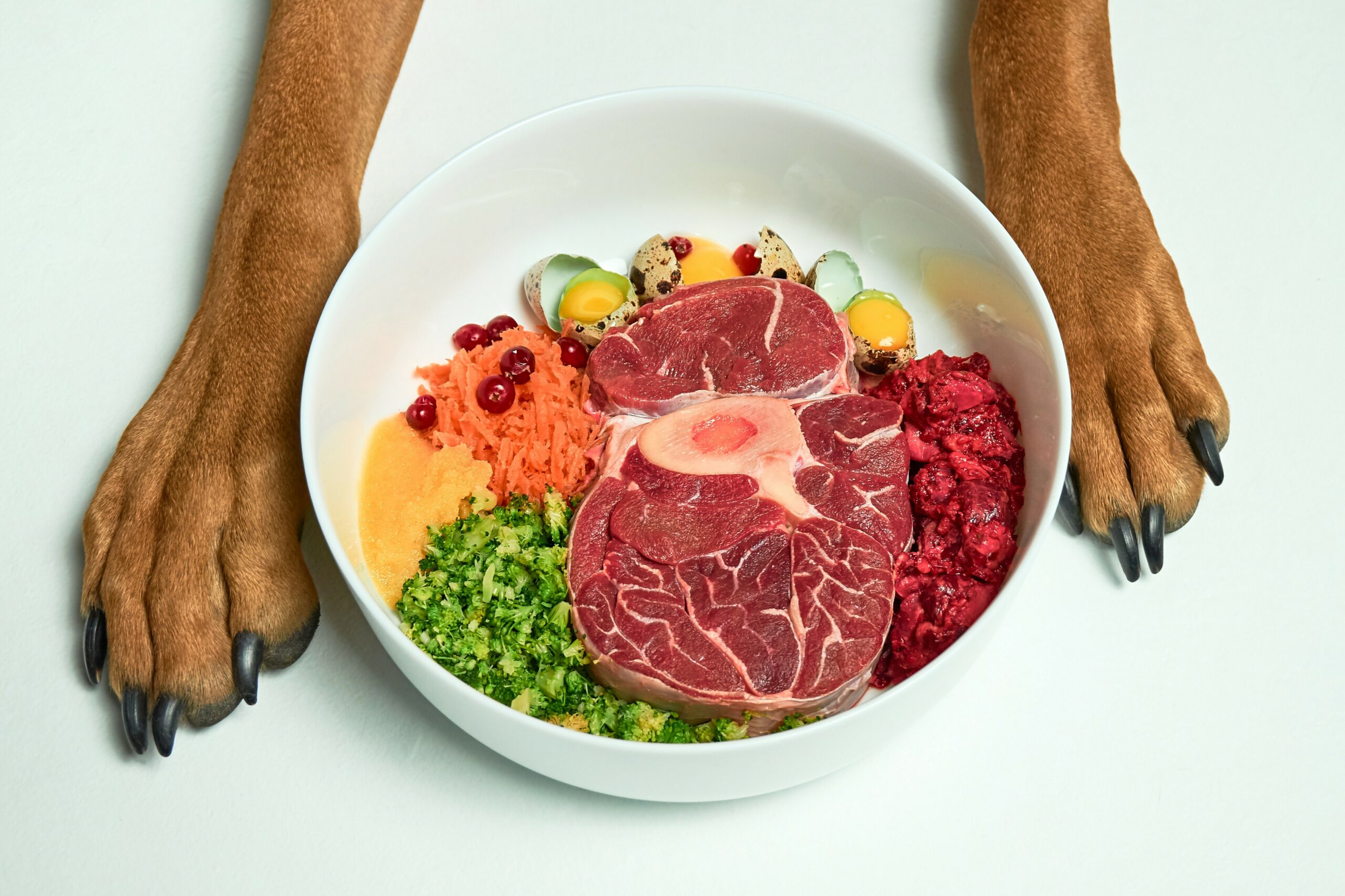 are you supposed to feed dogs raw meat