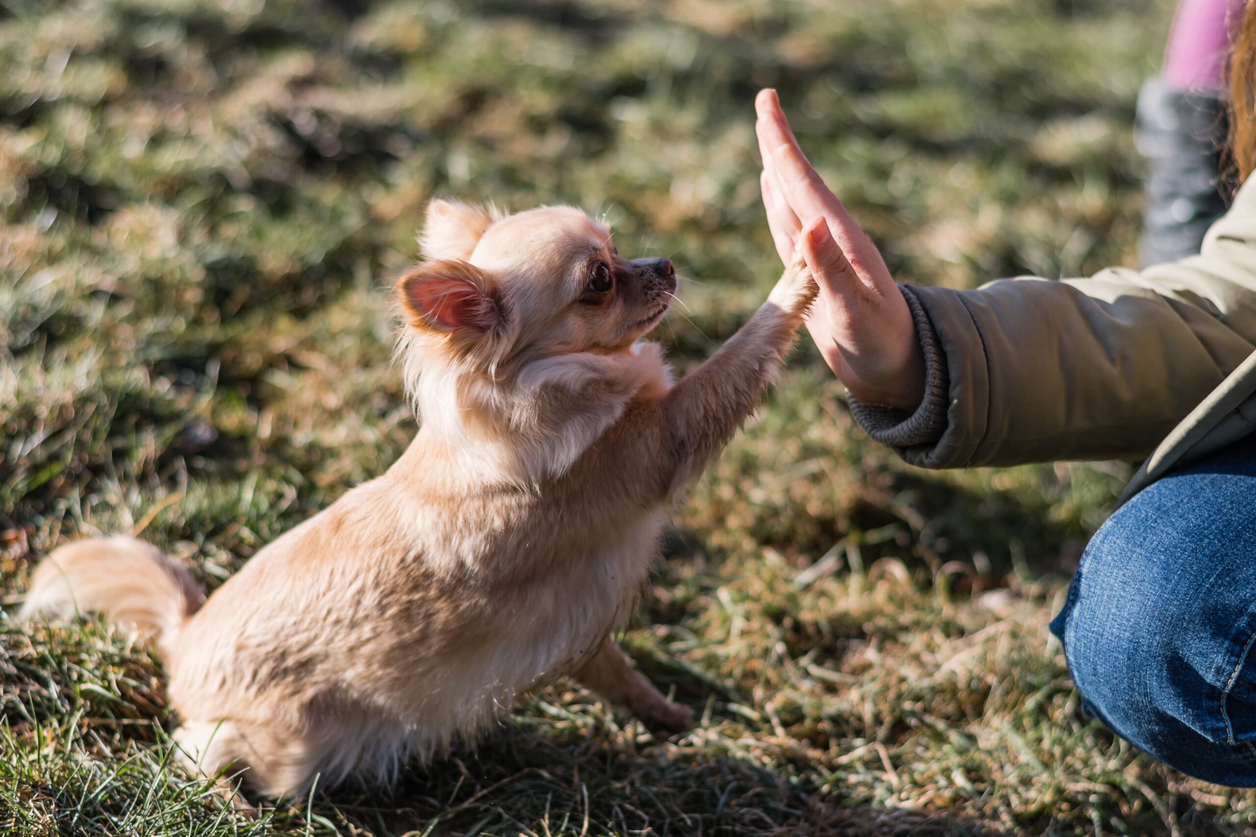 How To a Dog Trainer Inhome Dog Training in Denver / Obedience, Puppy, Behavior Training