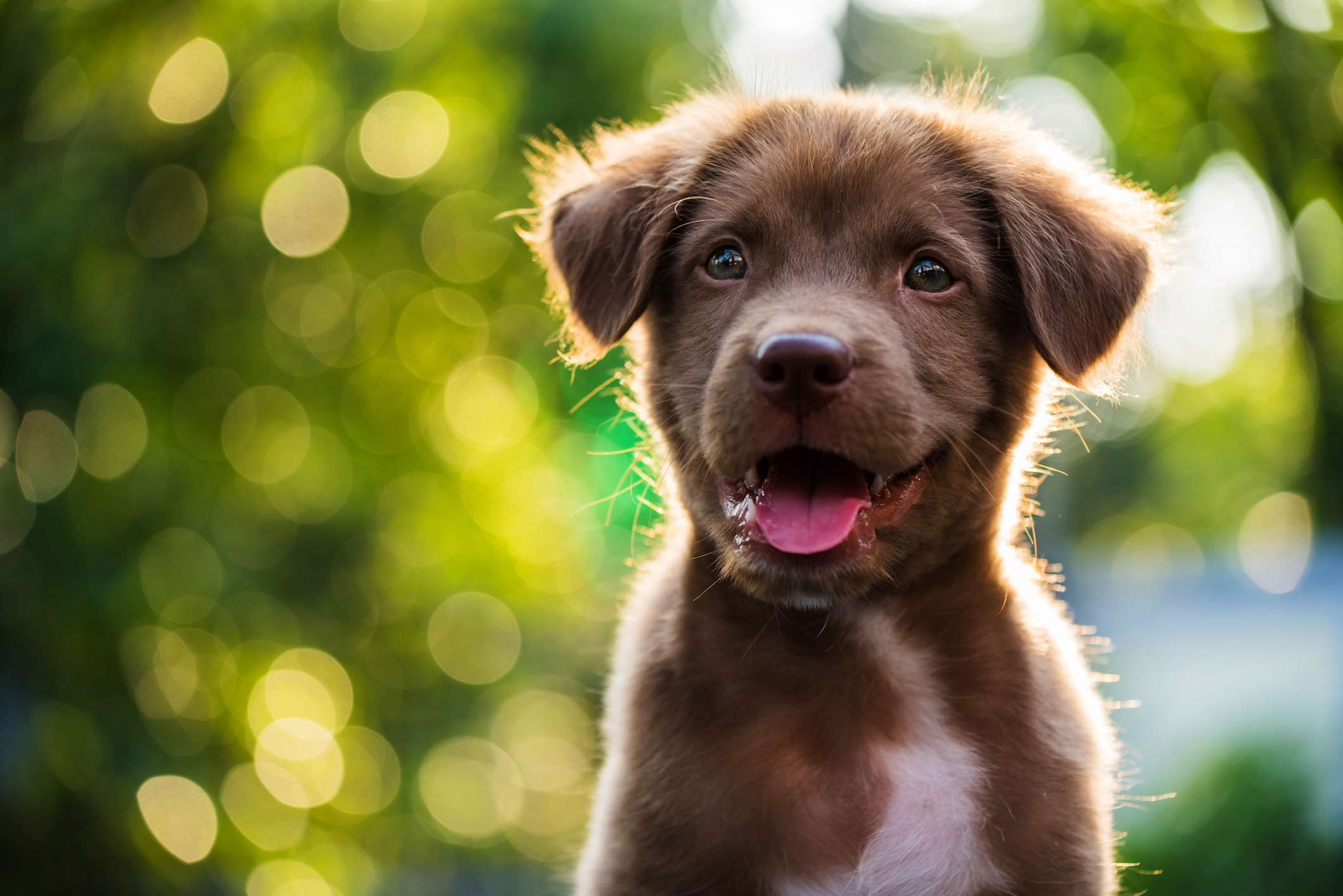 Kindergarten store puppy training